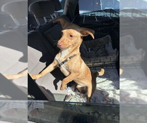 Chihuahua Dogs for adoption in Alameda, CA, USA