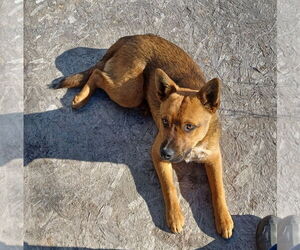 Mutt Dogs for adoption in Bellevue, WA, USA