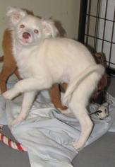 Medium Photo #1 Border Collie Puppy For Sale in Walnutport, PA, USA
