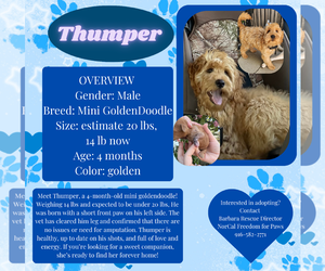 Goldendoodle (Miniature) Dogs for adoption in Rancho Cordova, CA, USA