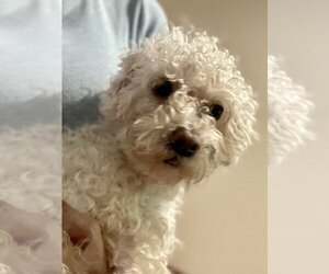 Poodle (Miniature) Dogs for adoption in San Diego , CA, USA