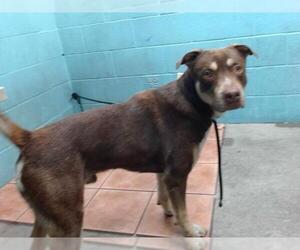American Pit Bull Terrier-Unknown Mix Dogs for adoption in Downey, CA, USA