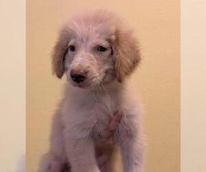 Great Pyrenees Dogs for adoption in Rockwall, TX, USA