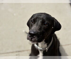 American Pit Bull Terrier-Labrador Retriever Mix Dogs for adoption in Tulsa, OK, USA
