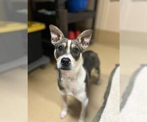 Mutt Dogs for adoption in Chula Vista, CA, USA