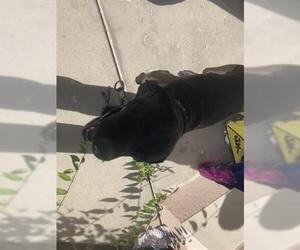 Labrador Retriever Dogs for adoption in Naples, FL, USA