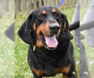 Black and Tan Coonhound Dogs for adoption in Cherry Hill, NJ, USA