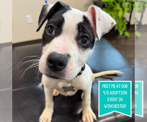 American Pit Bull Terrier-Unknown Mix Dogs for adoption in Boston, MA, USA