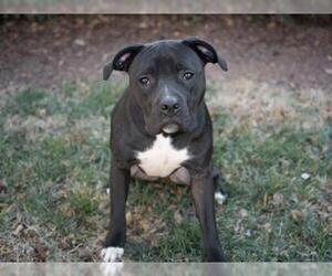Bulloxer Dogs for adoption in Charlotte, NC, USA