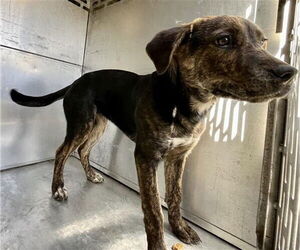 American Pit Bull Terrier-Unknown Mix Dogs for adoption in Waco, TX, USA