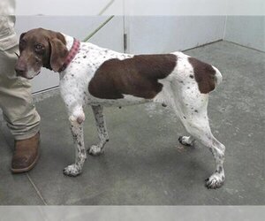 Pointer Dogs for adoption in Rosenberg, TX, USA