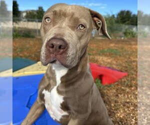 American Staffordshire Terrier Dogs for adoption in Rohnert Park, CA, USA