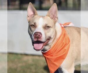 Mutt Dogs for adoption in San Antonio, TX, USA