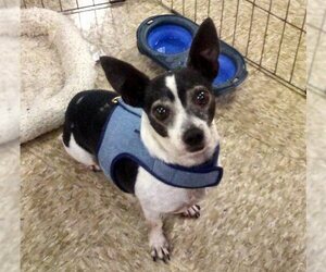 Chihuahua-Unknown Mix Dogs for adoption in Ft. Worth, TX, USA