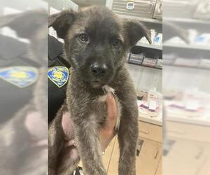 German Shepherd Dog-Unknown Mix Dogs for adoption in Corpus Christi, TX, USA