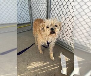 Brussels Griffon Dogs for adoption in Bakersfield, CA, USA