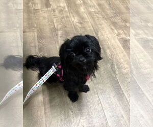Shih Tzu Dogs for adoption in Wheaton, IL, USA