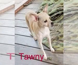 Chihuahua Dogs for adoption in Stover, MO, USA
