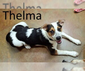 Australian Shepherd-Unknown Mix Dogs for adoption in Mountain View, AR, USA