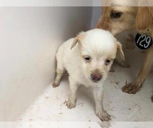 Papshund Dogs for adoption in Houston, TX, USA