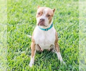 American Pit Bull Terrier Dogs for adoption in West Palm Beach, FL, USA