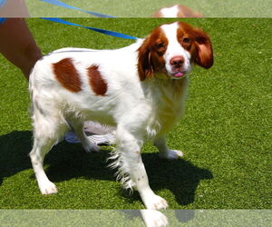 Brittany Dogs for adoption in Curwensville, PA, USA