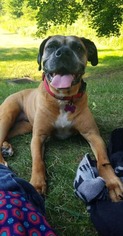 Boxer Dogs for adoption in Kent, OH, USA