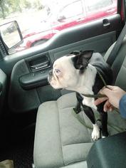 Boston Terrier Dogs for adoption in Chicopee, MA, USA