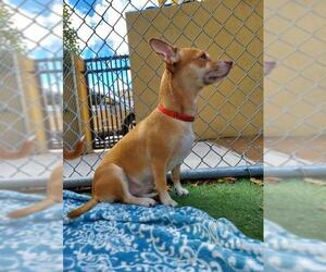 Chiweenie Dogs for adoption in Pompano Beach , FL, USA