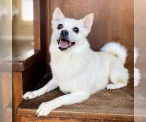 Pomeranian Dogs for adoption in Fredericksburg, TX, USA