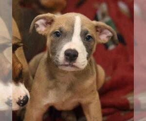 American Staffordshire Terrier Dogs for adoption in San Antonio, TX, USA