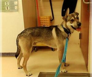 Sharberian Husky Dogs for adoption in Center Township, PA, USA