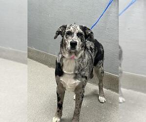 Australian Shepherd-Unknown Mix Dogs for adoption in Las Vegas, NV, USA