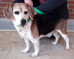 Beagle Dogs for adoption in Carrollton, TX, USA