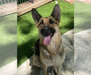 German Shepherd Dog Dogs for adoption in Leavenworth, KS, USA