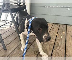 American Pit Bull Terrier-Unknown Mix Dogs for adoption in Ocala, FL, USA