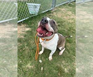 American Staffordshire Terrier Dogs for adoption in Louisville, KY, USA