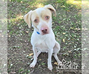 Labbe Dogs for adoption in Irvine, CA, USA