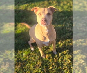 Mutt Dogs for adoption in Riverside, CA, USA