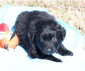 Labrador Retriever-Unknown Mix Dogs for adoption in McKinney, TX, USA
