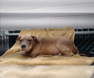 Mutt Dogs for adoption in Downey, CA, USA
