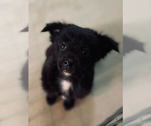 Australian Shepherd-Chihuahua Mix Dogs for adoption in Pacolet, SC, USA