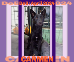 German Shepherd Dog Dogs for adoption in Sebec, ME, USA