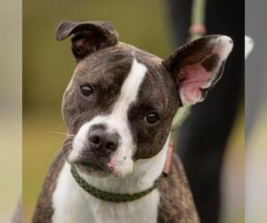 American Boston Bull Terrier Dogs for adoption in Ann Arbor, MI, USA