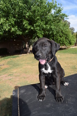 Labrador Retriever Dogs for adoption in Goodyear, AZ, USA