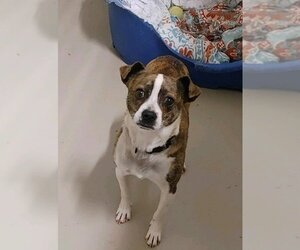 Chug Dogs for adoption in Stafford, VA, USA