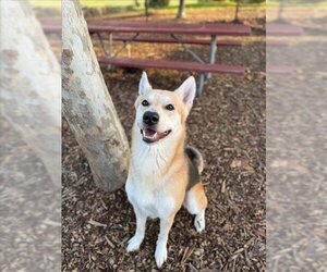 German Shepherd Dog-Huskies  Mix Dogs for adoption in Fremont, CA, USA