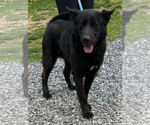 German Shepherd Dog-Unknown Mix Dogs for adoption in Unionville, PA, USA