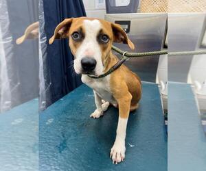 Beagle-Unknown Mix Dogs for adoption in Mobile, AL, USA
