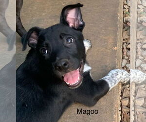 Mutt Dogs for adoption in Rockaway, NJ, USA